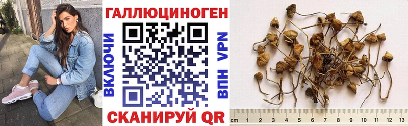 Псилоцибиновые грибы Psilocybe  Удомля 