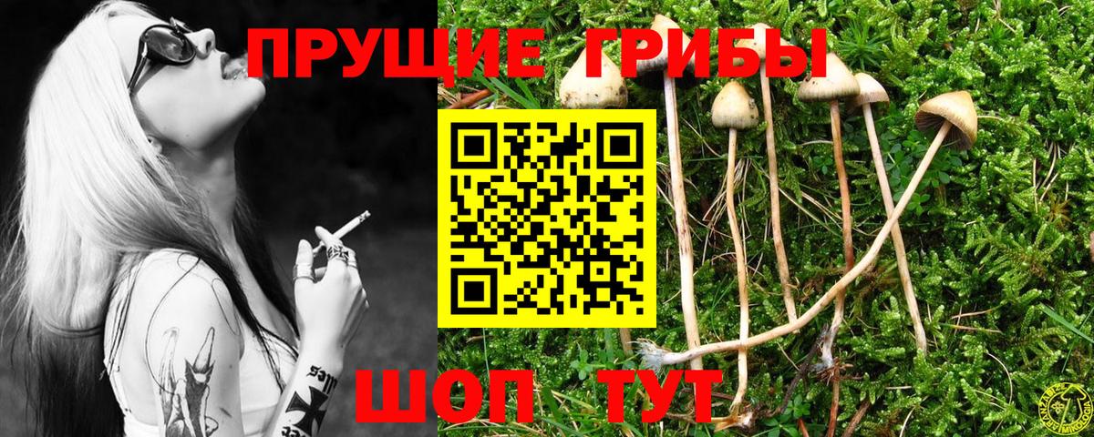 Псилоцибиновые грибы Psilocybe Удомля